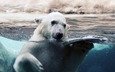 вода, капли, полярный медведь, медведь, лёд, белый, стекло, белый медведь