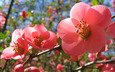 цветение, весна, розовые цветы