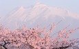 горы, розовое, цветущая сакура