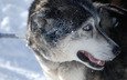 снег, зима, взгляд, собака, хаски, лайка, поводок, сибирский хаски