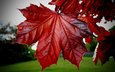 листья, осень, красные, клен, кленовый лист