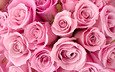 цветы, розы, букет, розовый, cvety, rozy, buket