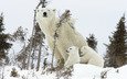 снег, полярный медведь, семья, медведи, белый медведь, детеныши, медведица, медвежата