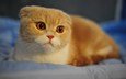 рыжий кот, шотландская вислоухая кошка