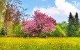 небо, деревья, природа, цветение, поле, весна, вишневое дерево