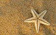 макро, песок, сухая, морская звезда, подводный мир