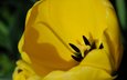 цветок, лепестки, тюльпан, желтые, крупным планом