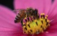 цветок, лепестки, насекомые, пчела, пыльца