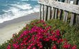 цветы, море, пляж, забор, маргаритки