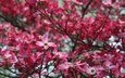 дерево, цветение, весна, розовый, кизил