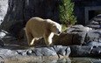 вода, камни, полярный медведь, медведь, белый медведь, зоопарк
