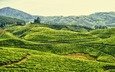 небо, горы, холмы, поле, чай, индия, плантация, чайная плантация