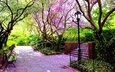цветение, парк, фонарь, весна, скамейка