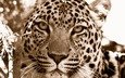 морда, леопард, хищник, дикие кошки