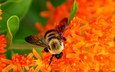 насекомое, цветок, крылья, пчела, опыление, цветы природа