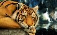 тигр, морда, лапы, смотрит, хищник, большая кошка, отдых, бенгальский тигр