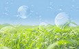 мыльные пузыри, зеленое поле