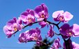 орхидея, синее небо, комильфо