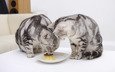 стол, коты, кошки, тарелка, желе, американская короткошёрстная кошка