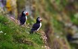 птицы, атлантический тупик, fratercula arctica, puffin