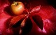 красный, лист, фрукт, яблоко, краcный, натюрморт, эппл