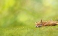 трава, природа, зелень, спит, рыжая, лиса, лисица, волк