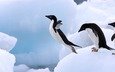 лёд, прыжок, пингвин