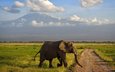 гора, слон, африка, саванна, кения, амбосели