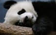 ветка, панда, медведь, спит, бамбуковый медведь, большая панда