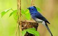 птица, растение, гнездо, синий монарх, hypothymis azurea