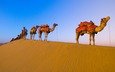 пустыня, караван, верблюды