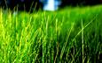 трава, природа, зелень, размытость