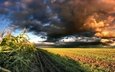 небо, облака, природа, поле, кукуруза