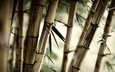 природа, листья, бамбук, размытость, стебли, крупным планом