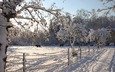 деревья, снег, зима, лошади