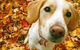 мордочка, взгляд, собака, ошейник, бигль, осенние листья
