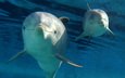 животные, дельфины, дельфин, подводный мир