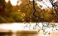 ветка, природа, дерево, осень