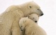 животные, полярный медведь, семья, медведи, белый медведь, медвежонок, медвежата
