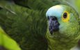 зелёный, цвет, птица, клюв, перья, попугай, зеленощёкий амазон, амазон