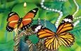 насекомое, бабочка, крылья, монарх