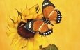 насекомое, бабочка, крылья, подсолнух, монарх