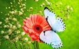 цветы, насекомое, бабочка, крылья, гербера, гипсофила