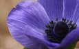 цветок, фиолетовый, крупным планом, ветреница, анемон