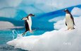 лёд, пингвины