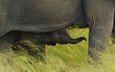 трава, африка, слоны, слоненок, национальный парк чобе, ботсвана
