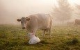 трава, животные, туман, забота, корова, коровы, телёнок, корова с теленком