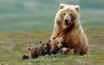 медведь, семья, медведи, гризли, медвежата