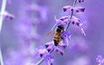макро, цветок, насекомые, пчела