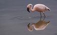 вода, отражение, фламинго, птица, клюв, шея, flamingos